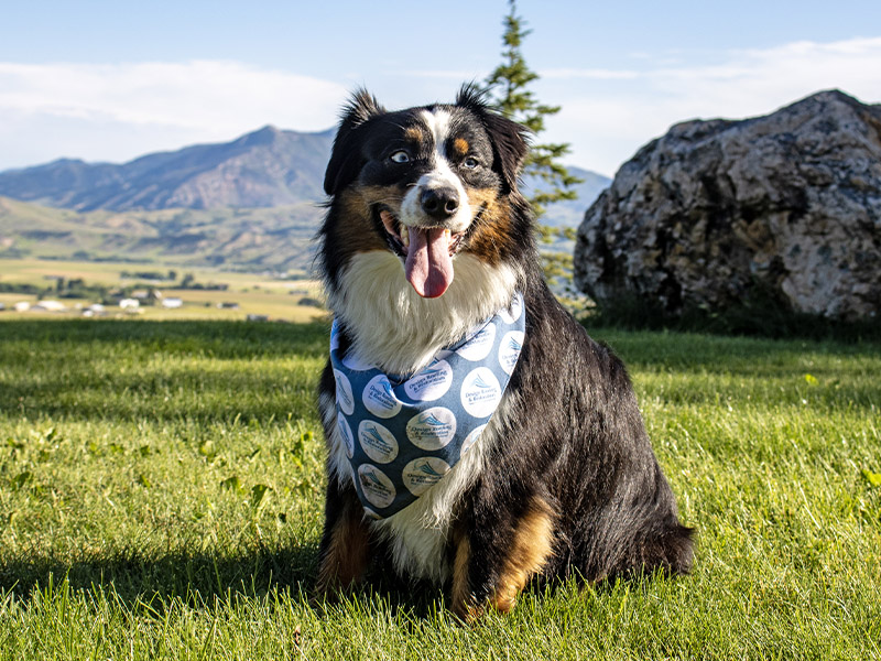 Design Roofing Work Dog Design Roofing Work Dog